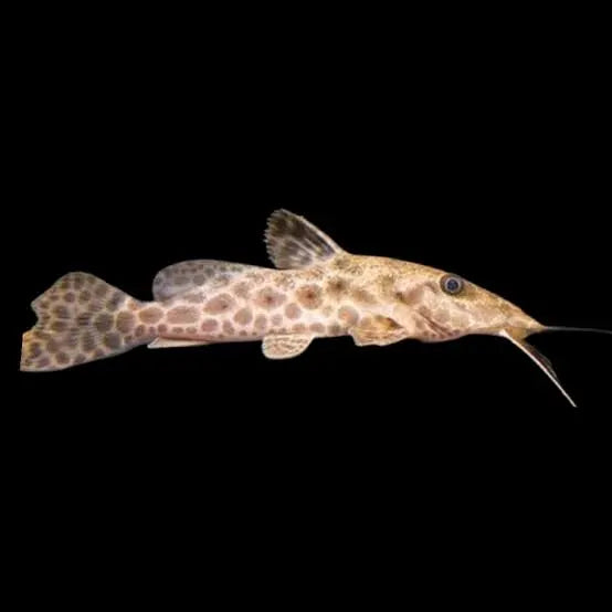 Giraffe Catfish 10-12cm