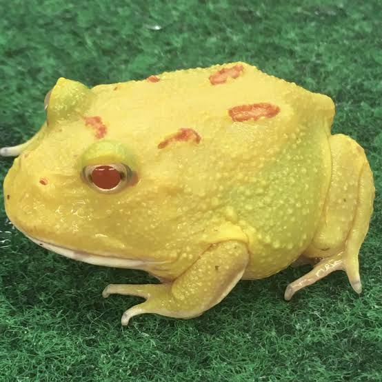 Pikachu Horned Frog