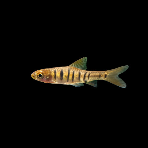 African Banded Barb 2-3cm - Tropical Supplies North East