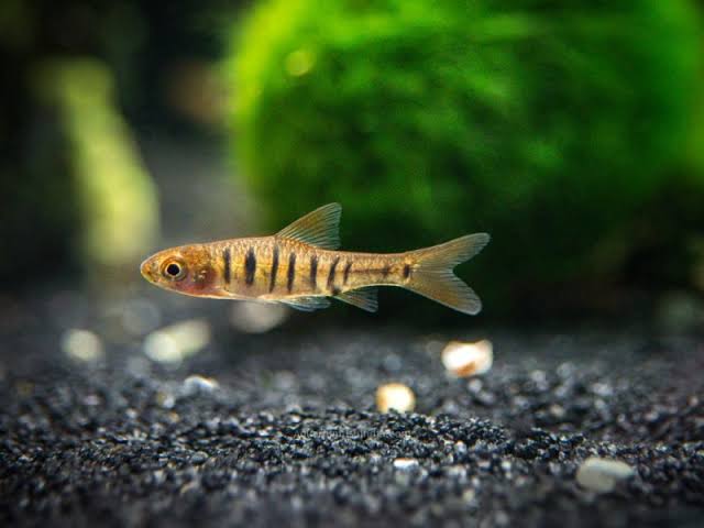 African Banded Barb 2-3cm - Tropical Supplies North East
