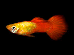 Golden Head Male Guppy 3cm