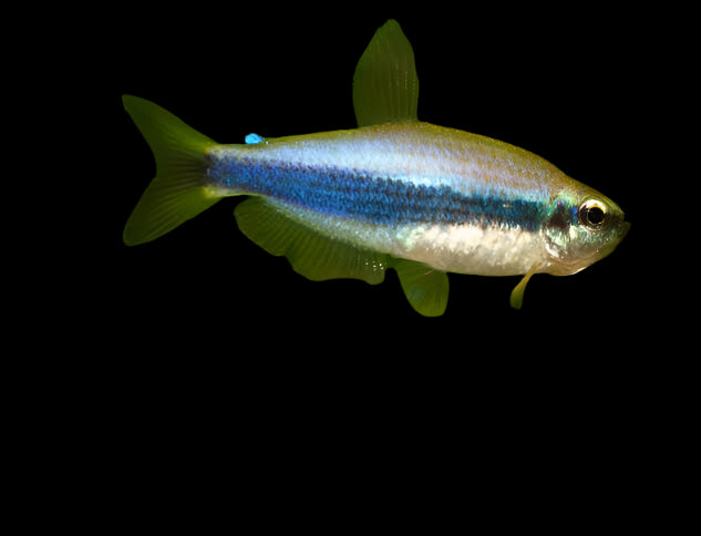 Blue Emperor Tetra 2.5cm