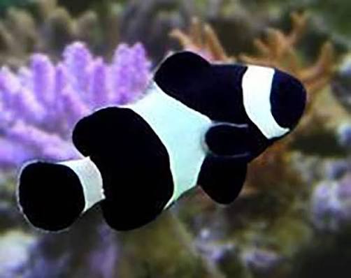 Darwin Clownfish Tank Bred MED