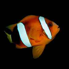 Clarkii Clownfish MED