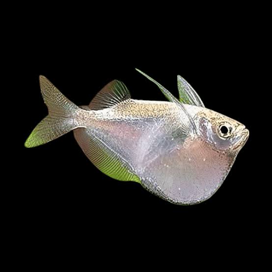 Giant Silver Hatchetfish 3cm