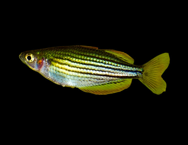 Dwarf Rainbowfish 4-5cm