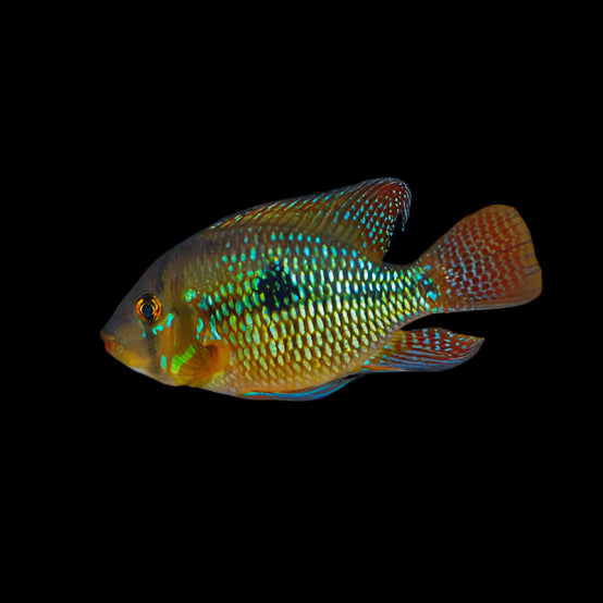 Geophagus Brasiliensis 5-6cm