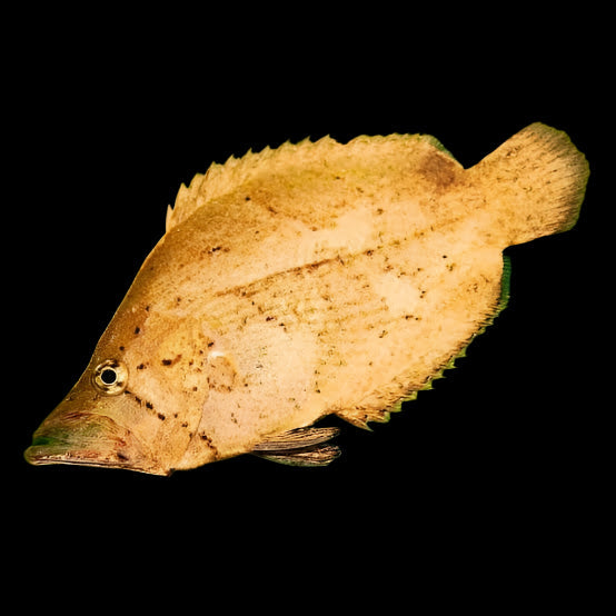 Amazon Leaf Fish 7cm