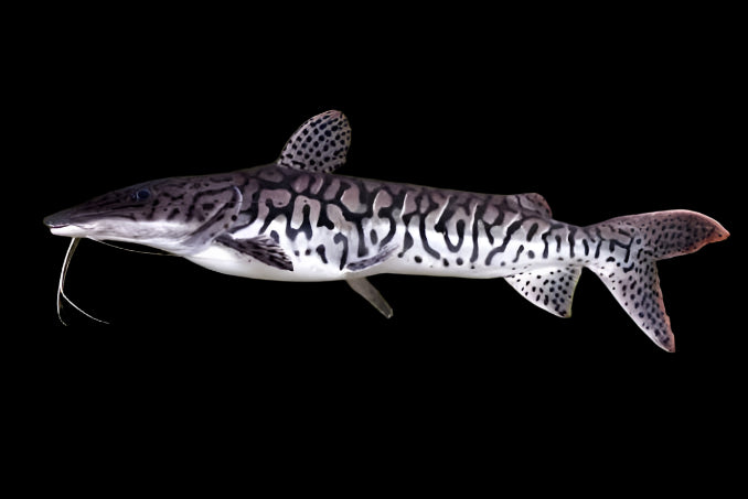 Tiger Shovel Nose Catfish 10cm