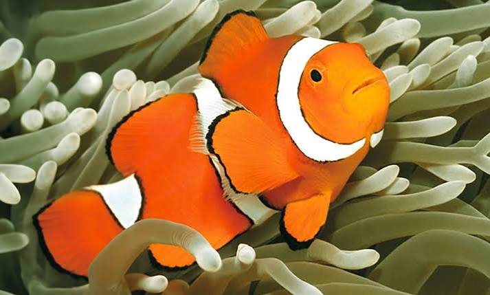 Common Clownfish Tank Bred MED