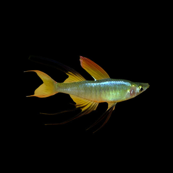 Threadfin Rainbow 2.5cm