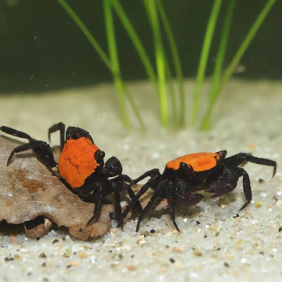 Orange Back Vampire Crabs 3cm