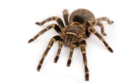 Chaco Golden Knee Tarantula CB 1-2cm