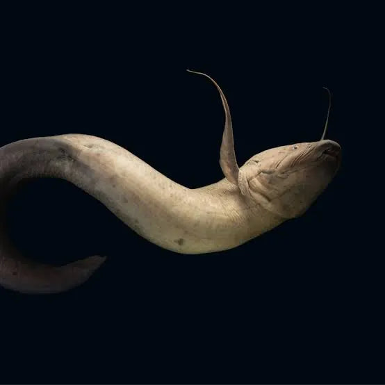 African Lung Fish 40cm