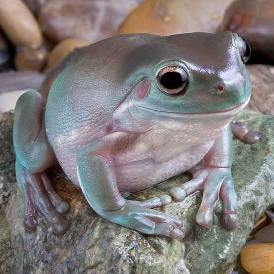 Whites Tree Frog 4cm CB