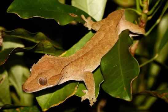 Crested Gecko CB