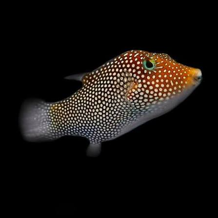 Maldive Puffer Fish MED