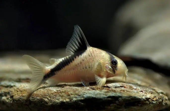 Corydoras Melini 4-5cm
