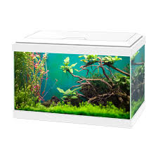 Ciano Aqua 20 LED White