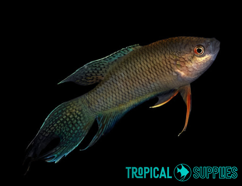 Black Paradise Fish 6cm - Tropical Supplies North East