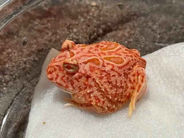 Coral Blaze Horned Frog CB
