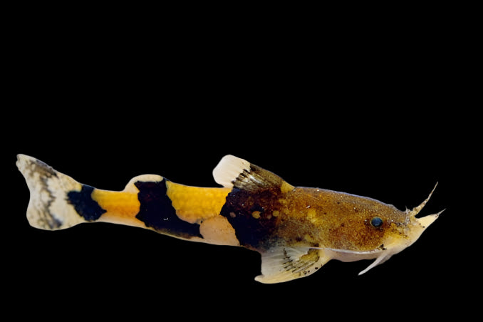 Orange-Banded Hillstream Catfish (akysis vespa) 5cm - Tropical Supplies North East