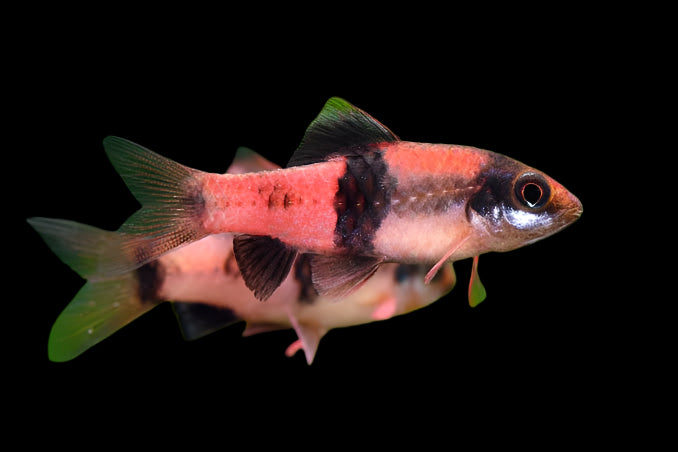 Melon Barb 5cm