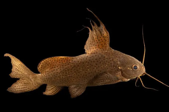 Synodontis Featherfin Catfish 9-10cm