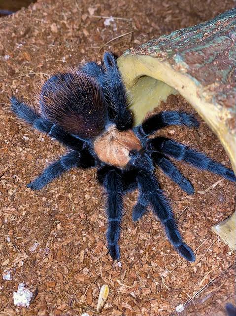 CB Mexican Golden Red Rump Tarantula 2cm