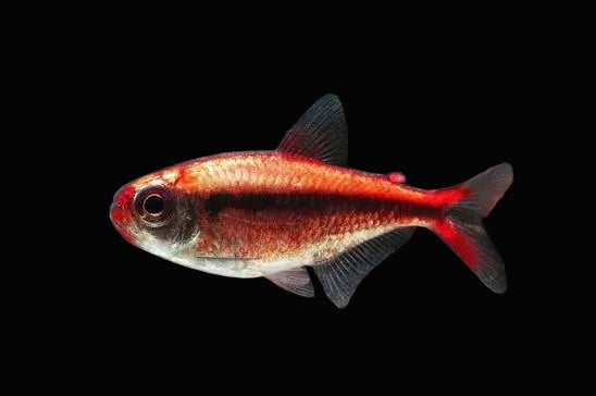 Blue Sapphire Tetra 2-3cm