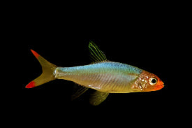 Asian Rummynose 3.5cm