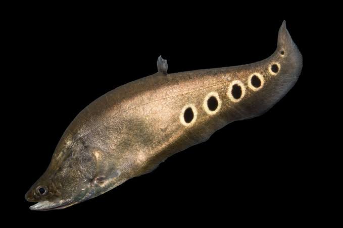 Clown Knife Fish 10cm