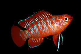 Scarlet Badis 1cm