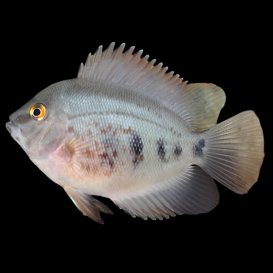 Uaru Triangle Cichlid 5-6cm