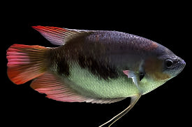 Red Tailed Giant Gourami 9cm - Tropical Supplies North East