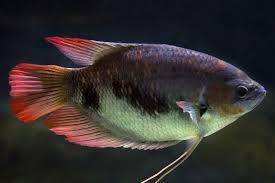 Red Tailed Giant Gourami 9cm - Tropical Supplies North East