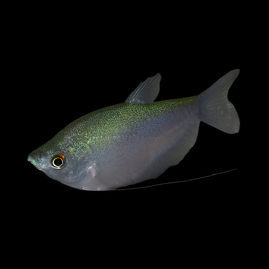 Moonlight Gourami 7cm