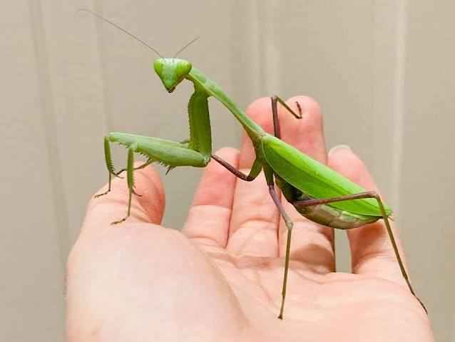 CB Giant Asian Mantis L2
