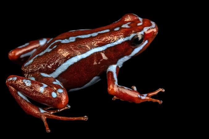 Anthony's Poison Arrow Frog "Ankas" CB