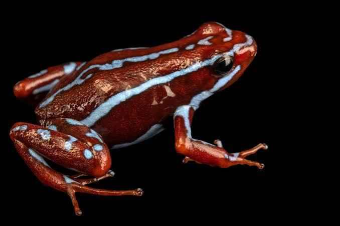 Anthony's Poison Arrow Frog "Ankas" CB