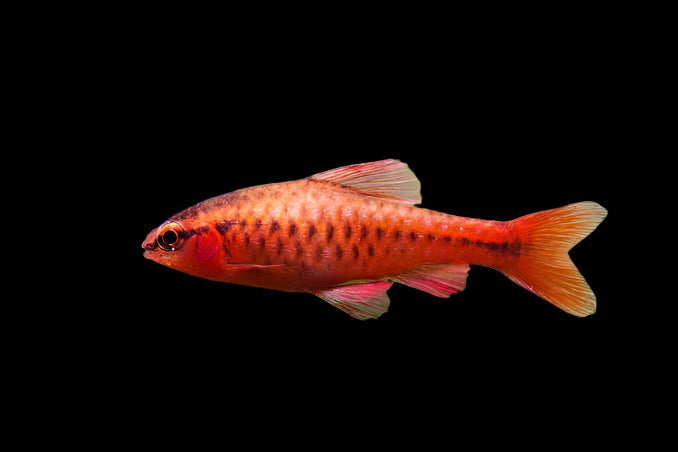Cherry Barb 3cm - Tropical Supplies North East