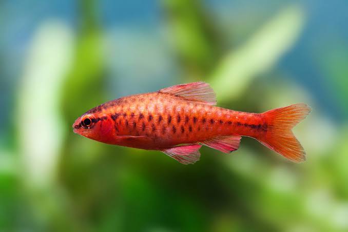 Cherry Barb 3cm - Tropical Supplies North East