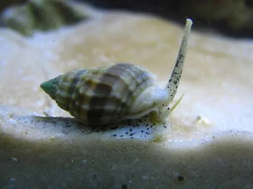 Nassarius Snail LRG