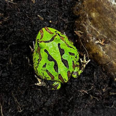 Green Fantasy Horned Frog
