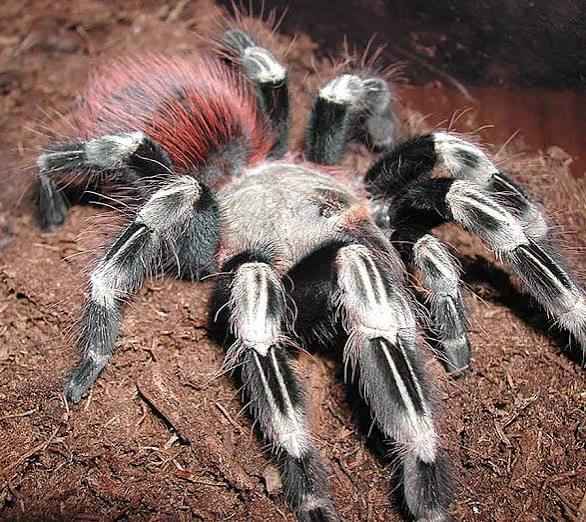 CB Brazilian Red And White Tarantula 3cm