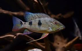 Geophagus Daemoni 10-12cm