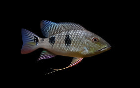 Geophagus Daemoni 10-12cm - Tropical Supplies North East