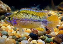 Apistogramma Purple 4-5cm