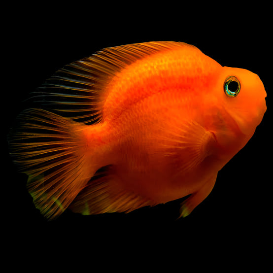 Red Parrot Fish 2.5"