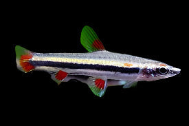 Three Lined Pencilfish 3cm - Tropical Supplies North East